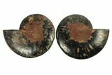 Cut & Polished Ammonite Fossil - Unusual Black Color #267932-1